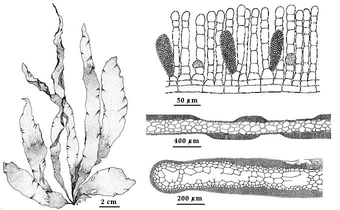 drawing of Petalonia fascia