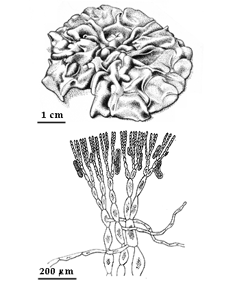  drawing of Petrospongium rugosum 