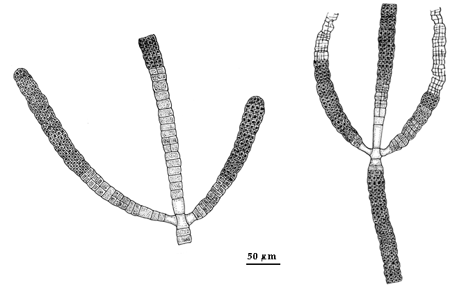  drawing of Pilayella gardneri 
