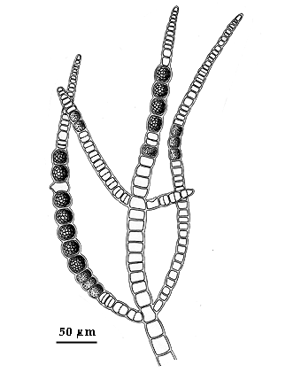  drawing of Pilayella littoralis 