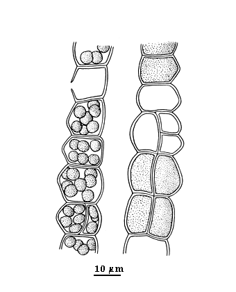 drawing of Pilayella tenella 