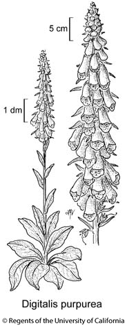 botanical illustration including Digitalis purpurea 