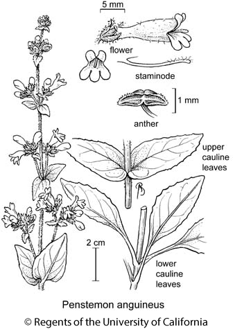 botanical illustration including Penstemon anguineus 