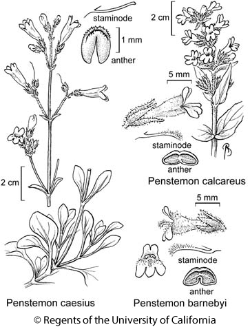 botanical illustration including Penstemon caesius 