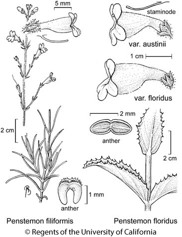 botanical illustration including Penstemon filiformis 