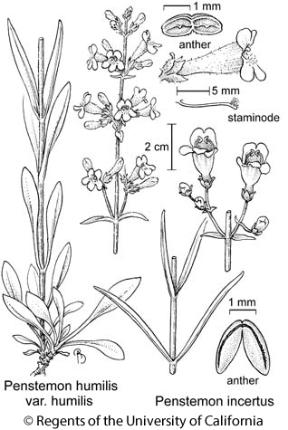 botanical illustration including Penstemon incertus 