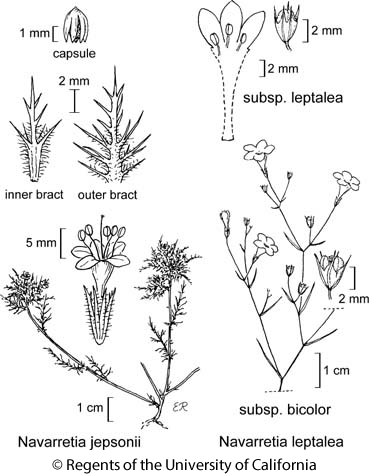 botanical illustration including Navarretia leptalea subsp. bicolor 