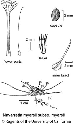 botanical illustration including Navarretia myersii subsp. myersii 