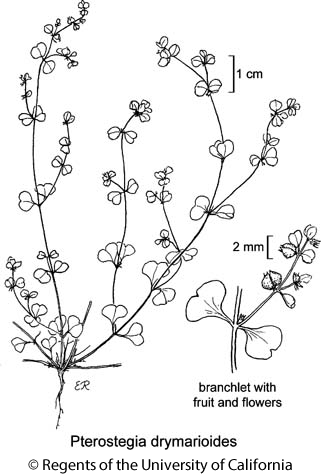 botanical illustration including Pterostegia drymarioides 