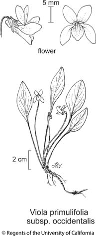 botanical illustration including Viola primulifolia subsp. occidentalis 