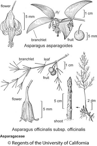 botanical illustration including Asparagus officinalis subsp. officinalis 