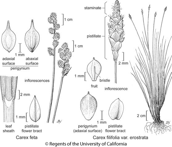 botanical illustration including Carex filifolia var. erostrata 