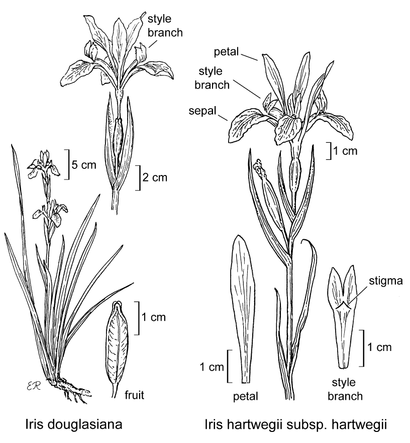 botanical illustration including Iris douglasiana 
