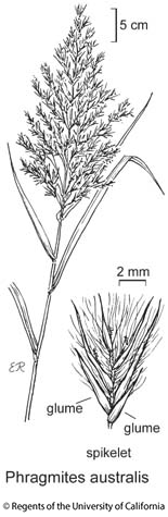 botanical illustration including Phragmites australis 