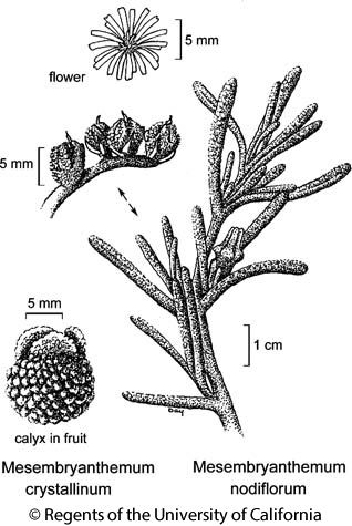 botanical illustration including Mesembryanthemum crystallinum 