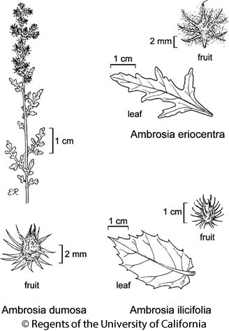 botanical illustration including Ambrosia ilicifolia 