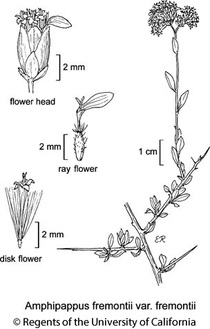 botanical illustration including Amphipappus fremontii var. fremontii 