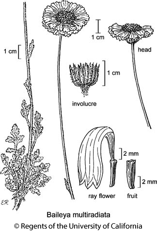 botanical illustration including Baileya multiradiata 