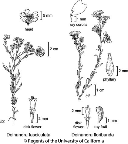 botanical illustration including Deinandra fasciculata 