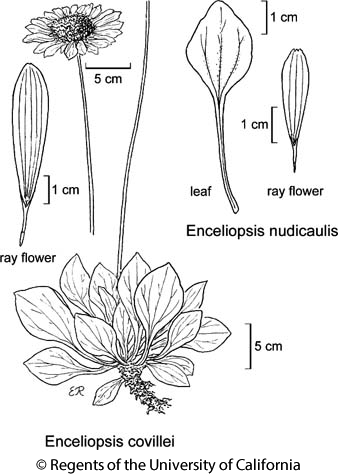 botanical illustration including Enceliopsis covillei 
