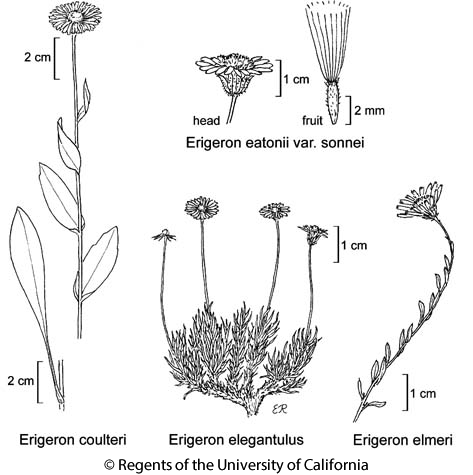 botanical illustration including Erigeron elmeri 