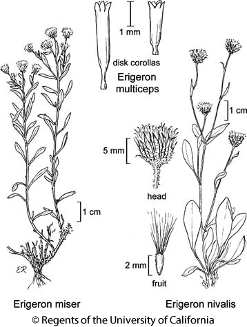 botanical illustration including Erigeron multiceps 