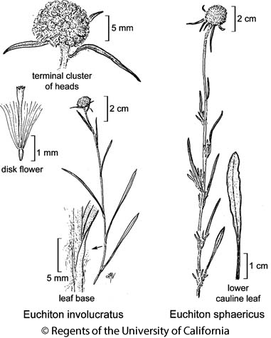 botanical illustration including Euchiton sphaericus 