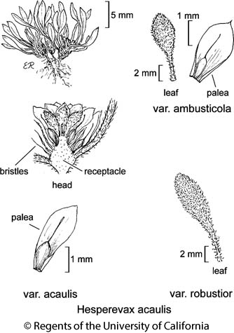 botanical illustration including Hesperevax acaulis var. robustior 