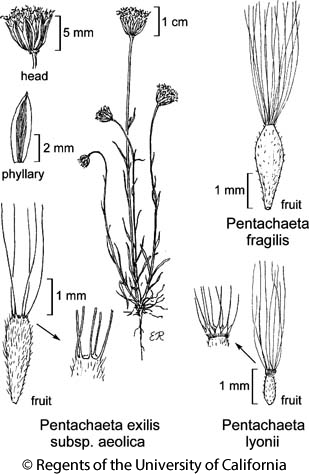 botanical illustration including Pentachaeta fragilis 
