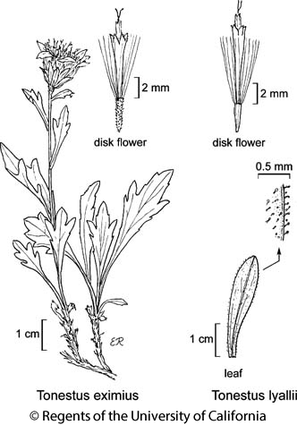 botanical illustration including Tonestus eximius 