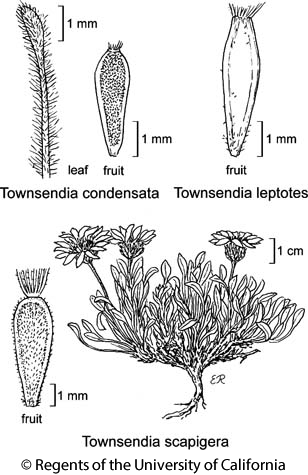 botanical illustration including Townsendia condensata 