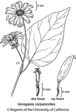 botanical illustration including Venegasia carpesioides 