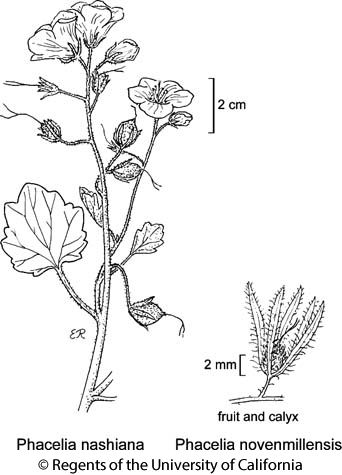 botanical illustration including Phacelia novenmillensis 