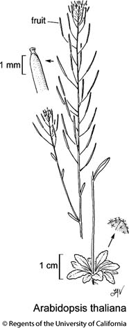 botanical illustration including Arabidopsis thaliana 