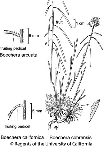 botanical illustration including Boechera californica 