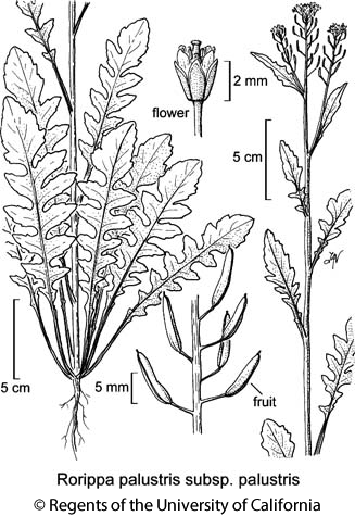 botanical illustration including Rorippa palustris subsp. palustris 