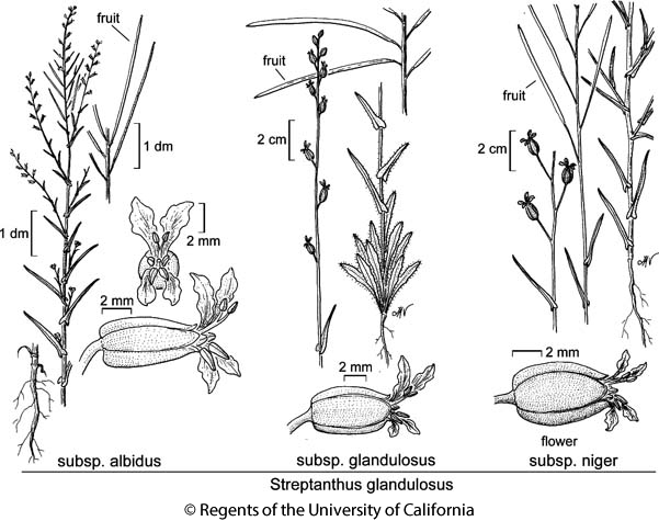botanical illustration including Streptanthus glandulosus subsp. niger 