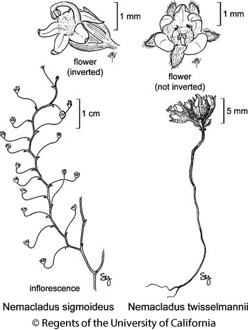 botanical illustration including Nemacladus sigmoideus 