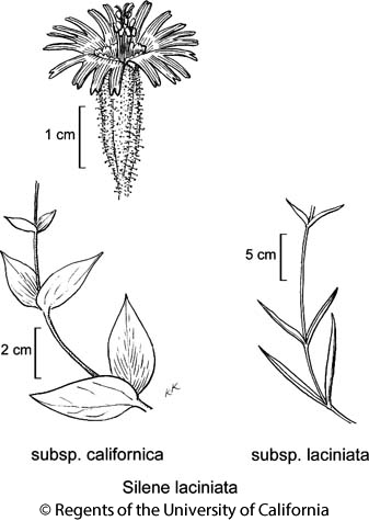botanical illustration including Silene laciniata subsp. californica 