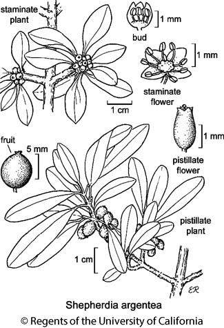 botanical illustration including Shepherdia argentea 