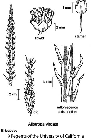 botanical illustration including Allotropa virgata 