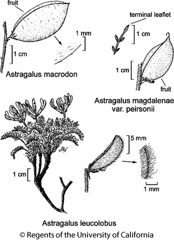 botanical illustration including Astragalus leucolobus 