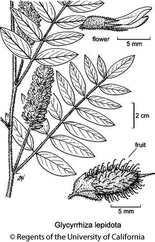 botanical illustration including Glycyrrhiza lepidota 