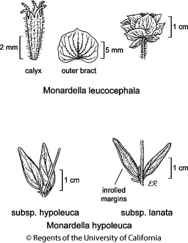 botanical illustration including Monardella hypoleuca subsp. hypoleuca 
