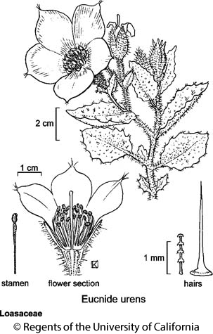 botanical illustration including Eucnide urens 