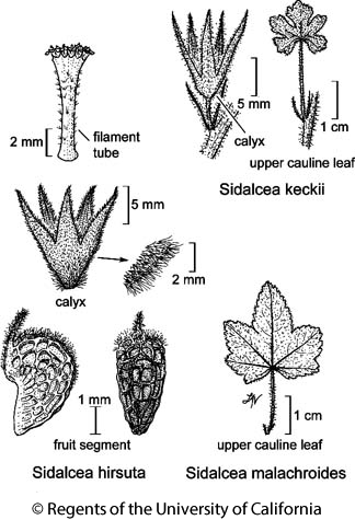 botanical illustration including Sidalcea malachroides 