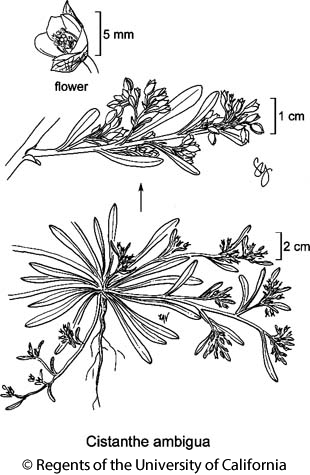 botanical illustration including Cistanthe ambigua 