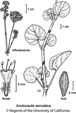 botanical illustration including Anulocaulis annulatus 