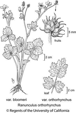 botanical illustration including Ranunculus orthorhynchus var. bloomeri 