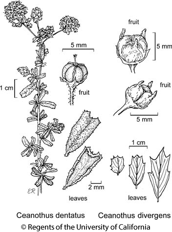 botanical illustration including Ceanothus dentatus 